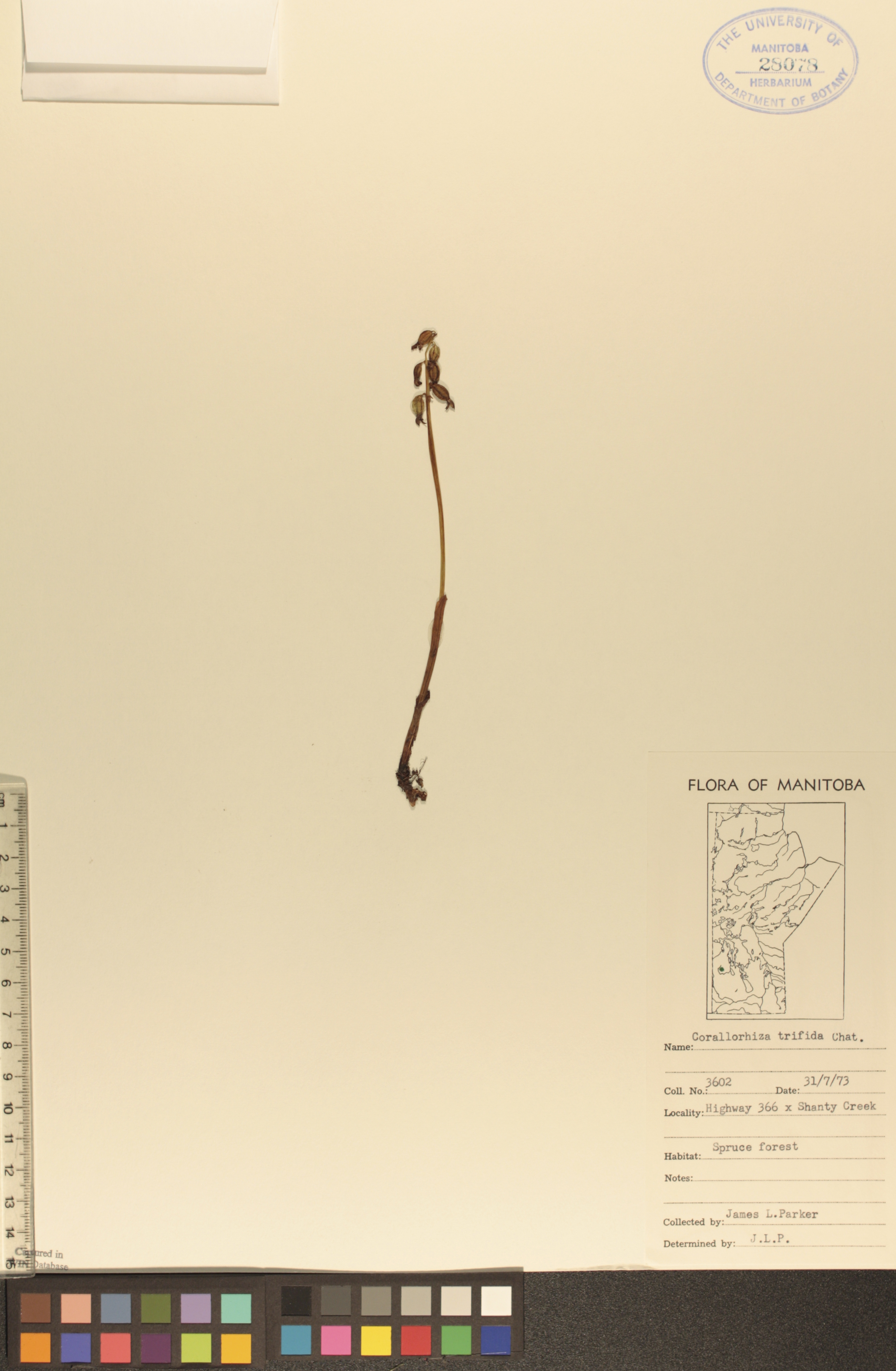 Corallorhiza trifida image
